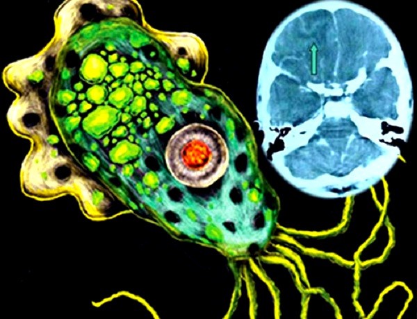 Top[-]5[-]loài[-]vật[-]có[-]khả[-]năng[-]giết[-]người[-]"kinh[-]hãi"[-]9